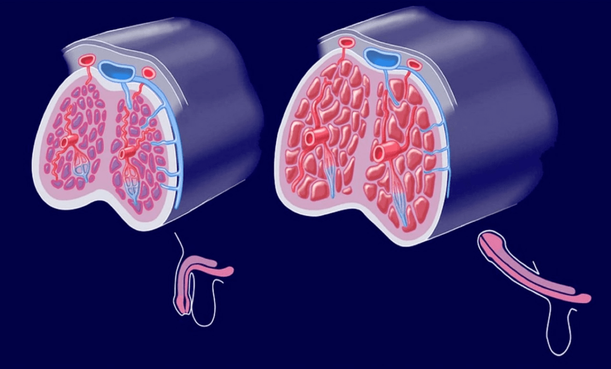vnitřní struktura penisu