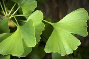Ginkgo Biloba listy pro růst penisu