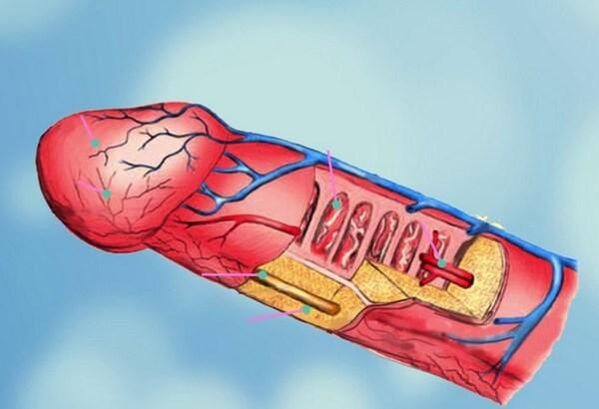 struktura penisu a zvětšení hlavy